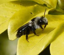 Image de Andrena cineraria (Linnaeus 1758)