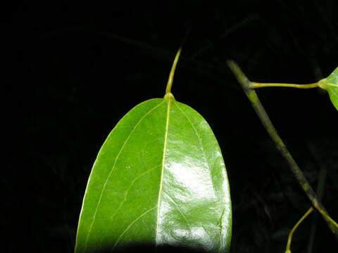 Image of Anomospermum reticulatum (C. Martius) Eichler