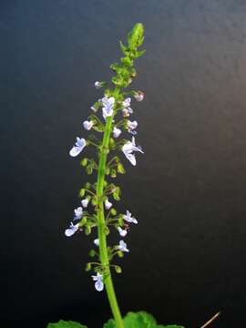 Image of little spurflower