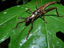Image of stick insects