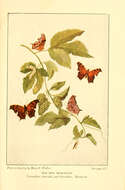 Слика од Polygonia comma Harris 1852