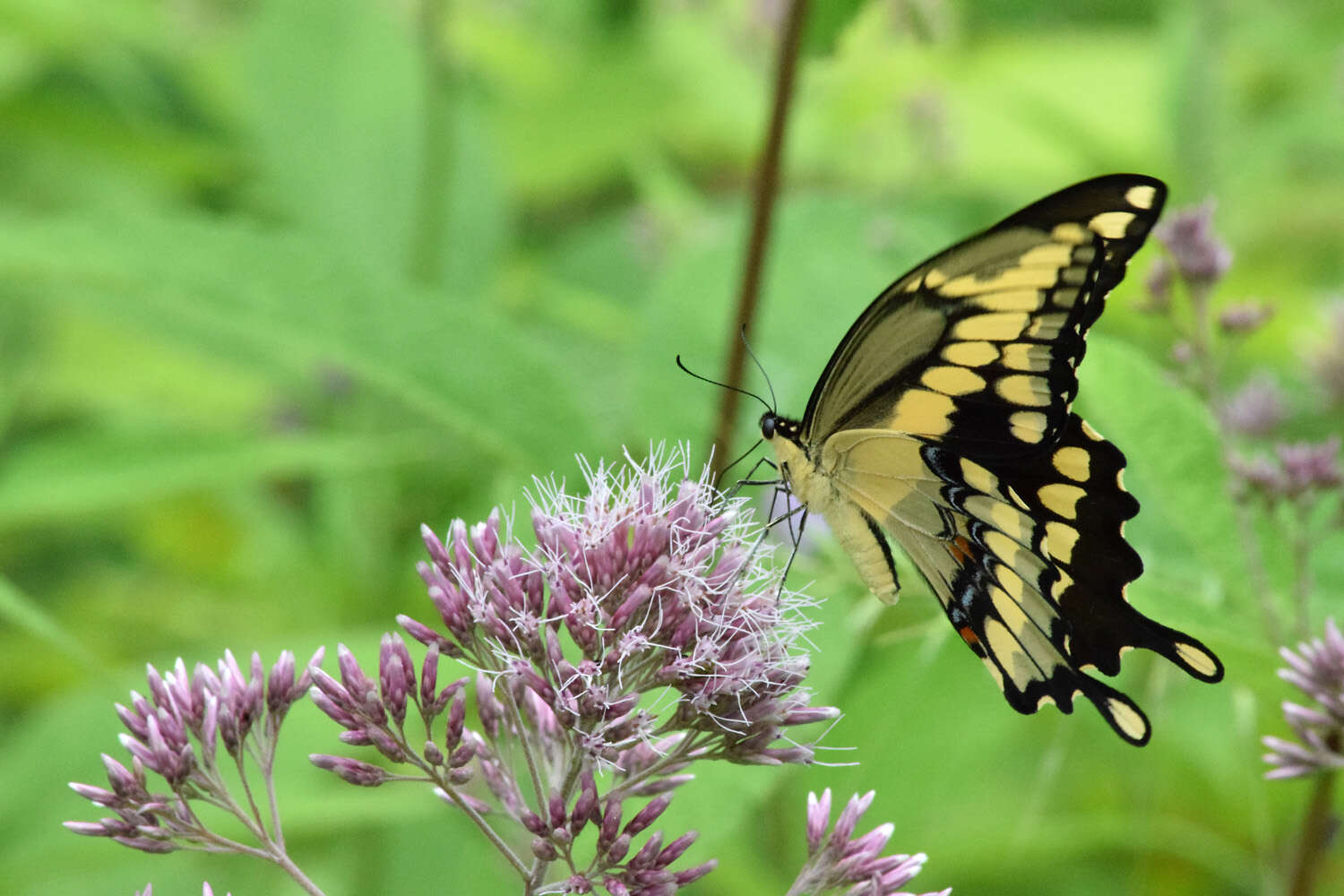 Image of Eastern Giant Swallowtail