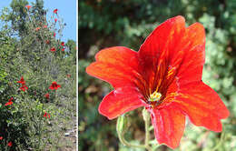 Image of salpiglossis