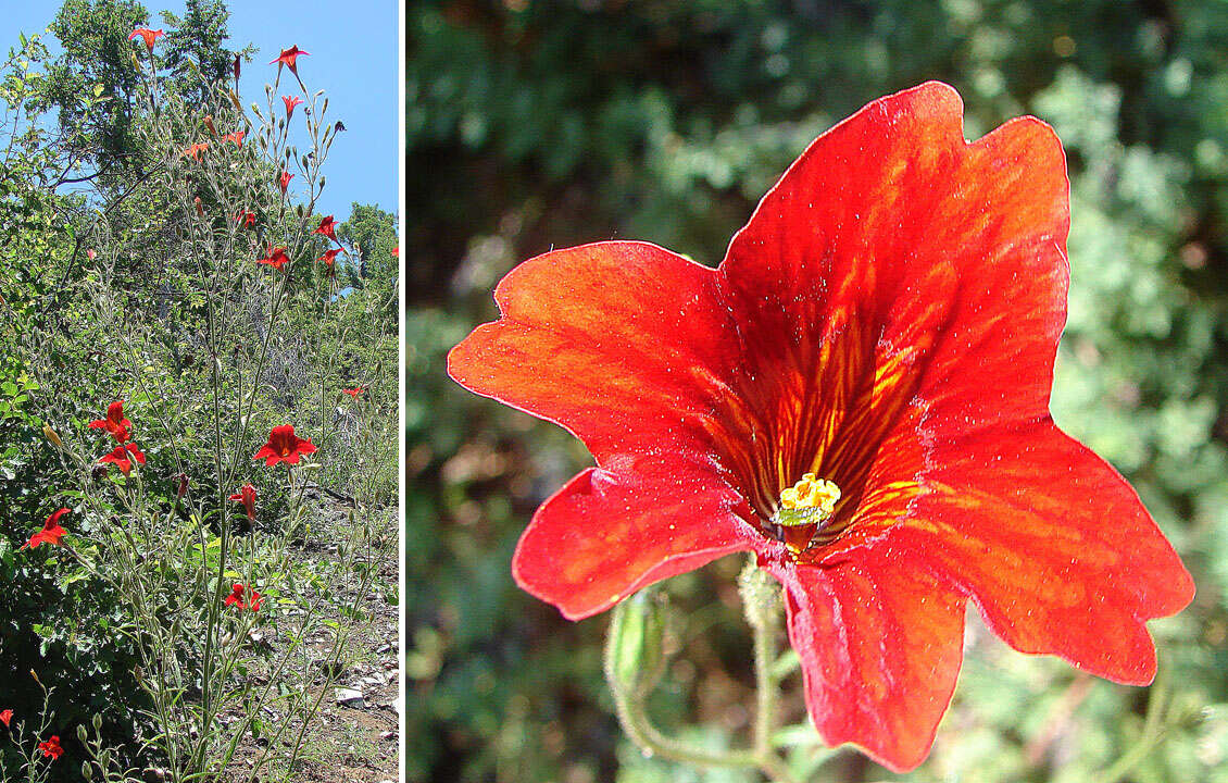 Image of salpiglossis