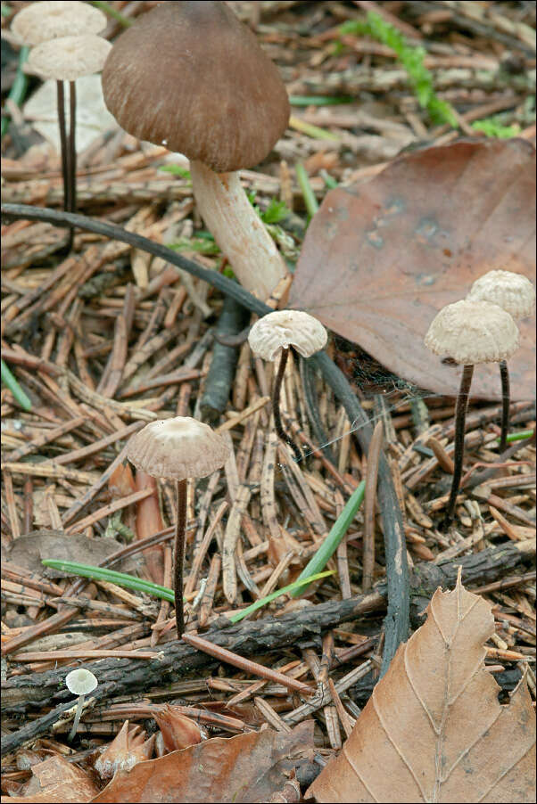 Image of Stinking parachute