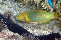 Image of Green moon wrasse