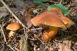 Image of Cortinarius callisteus (Fr.) Fr. 1838