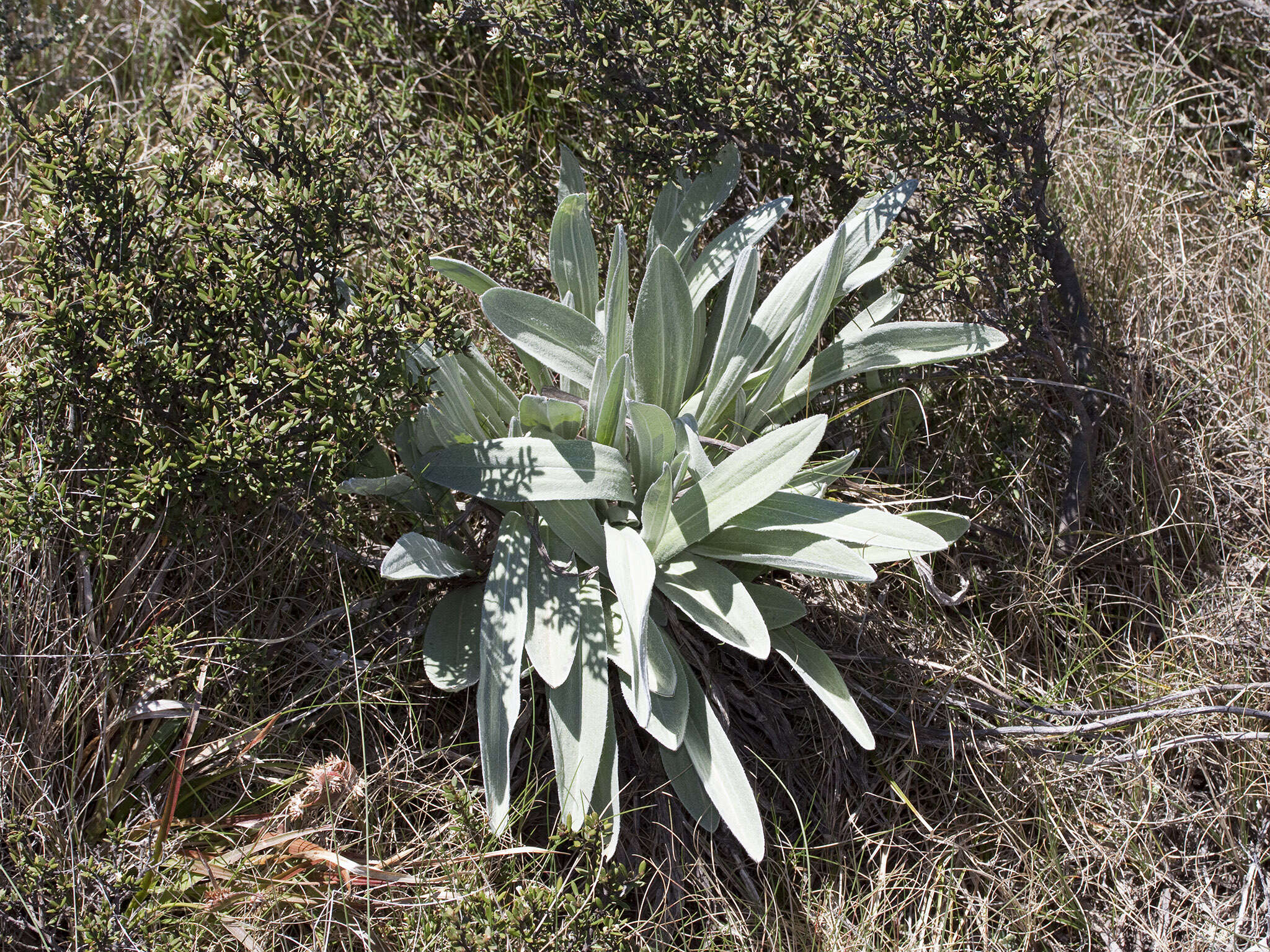 Image of Craspedia coolaminica J. Everett & J. Thompson