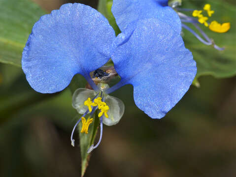 Image of Commelina erecta subsp. livingstonii (C. B. Clarke) J. K. Morton