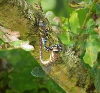 Image of hawker dragonfly