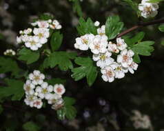 Image of Hawthorn