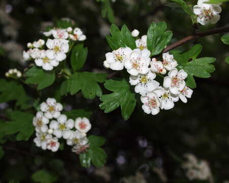 Image of Common Hawthorn