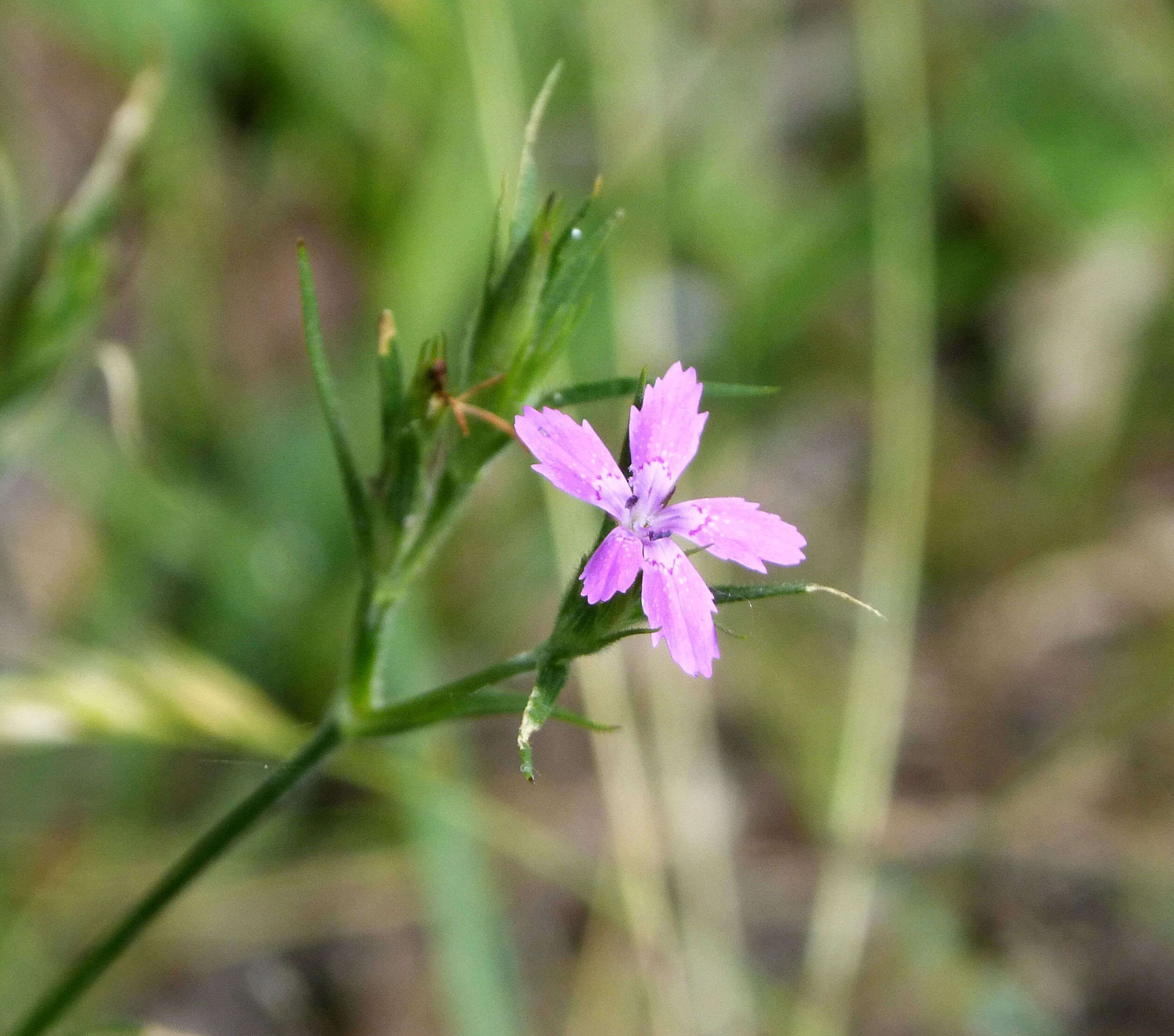 Image of pink