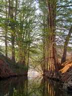 Image of bald cypress