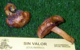 Image of Chalciporus