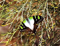 Слика од Graphium macleayanus (Leach 1814)