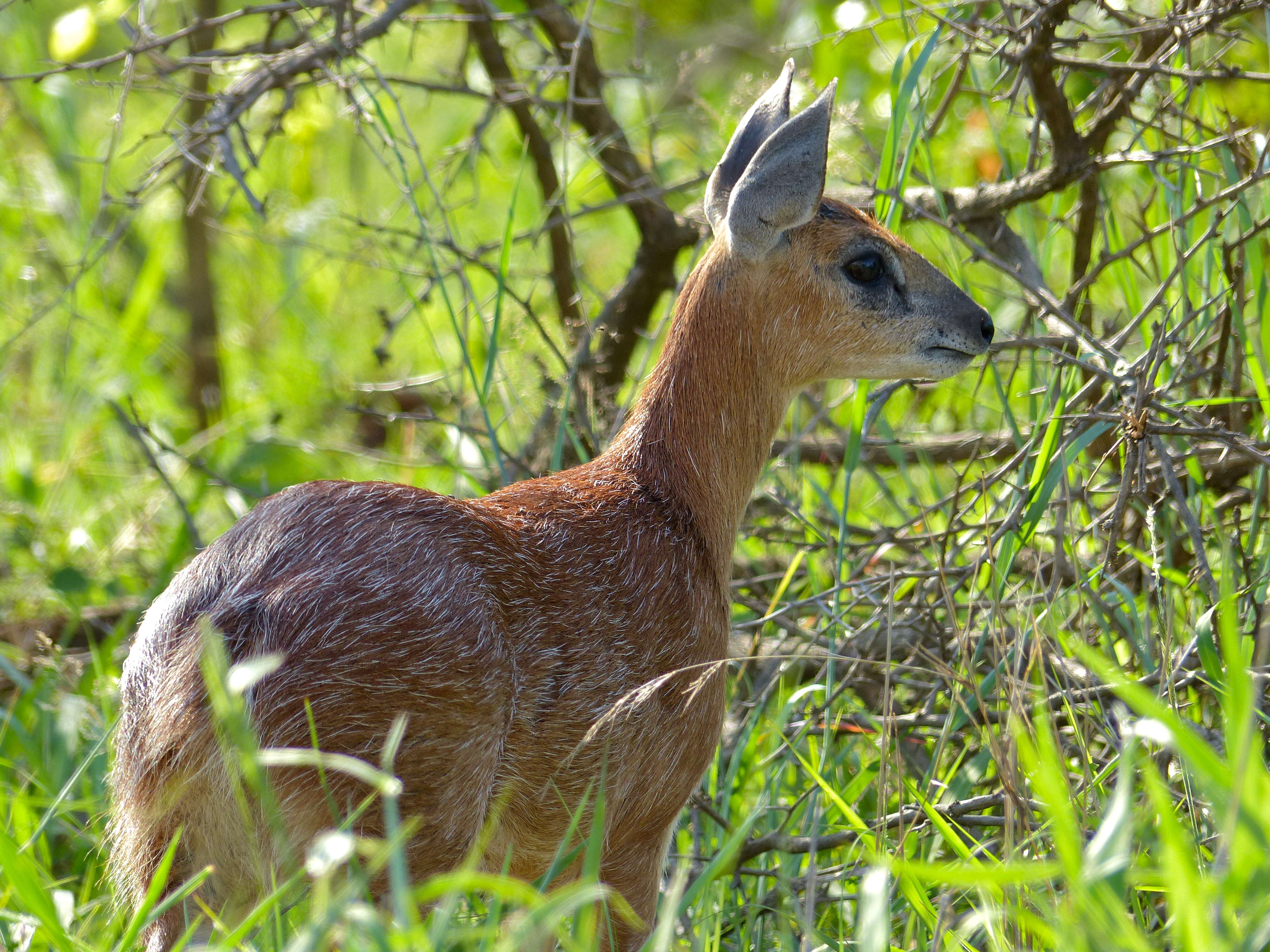 Image of Sharpe's Grysbok