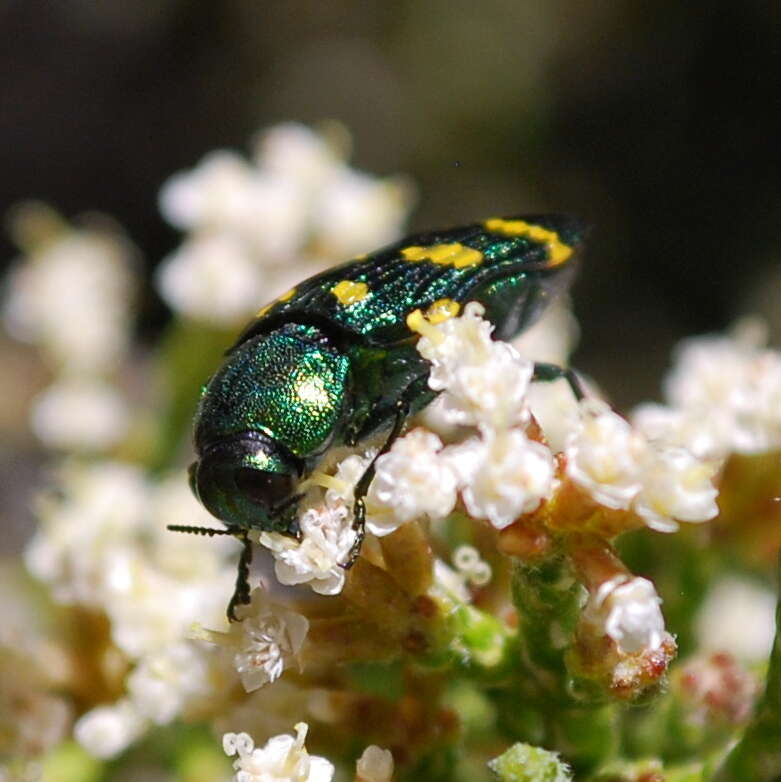 Image of Ozothamnus hookeri Sond.