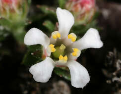 Image of pyxidanthera