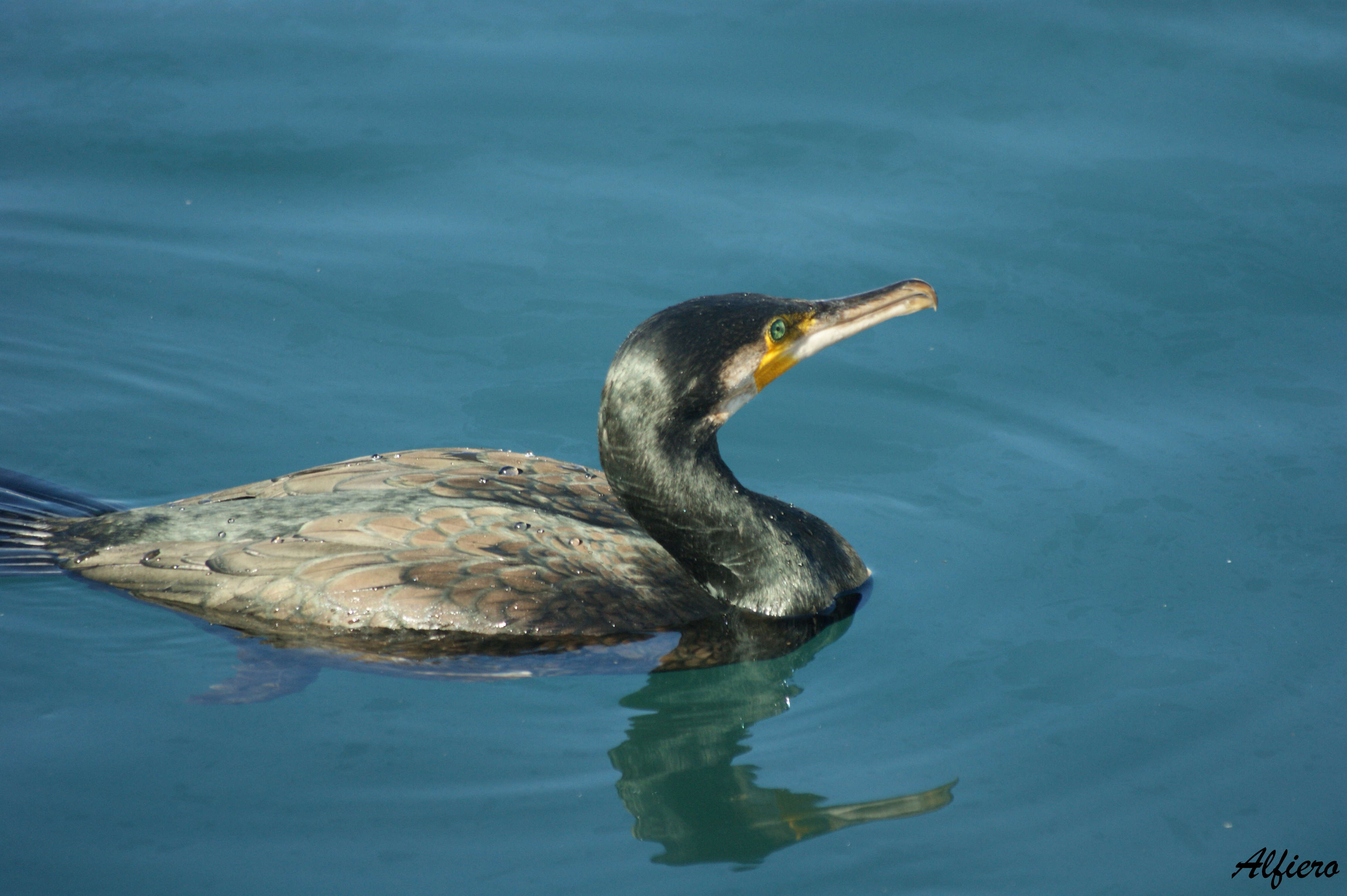 Image of Black Shag