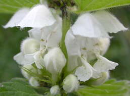 Image of deadnettle