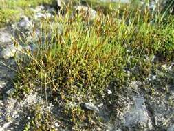 صورة Syntrichia antarctica Zander 1993