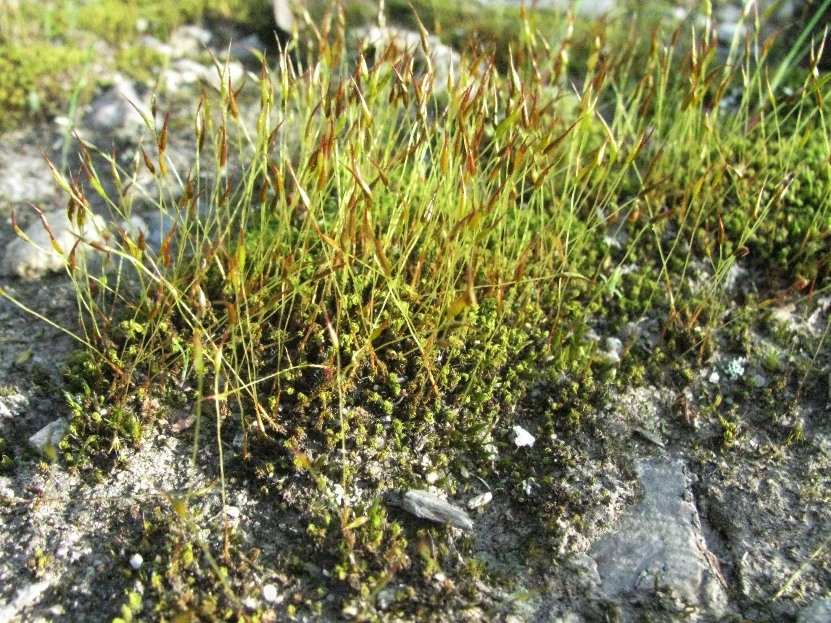 Image of Syntrichia antarctica Zander 1993