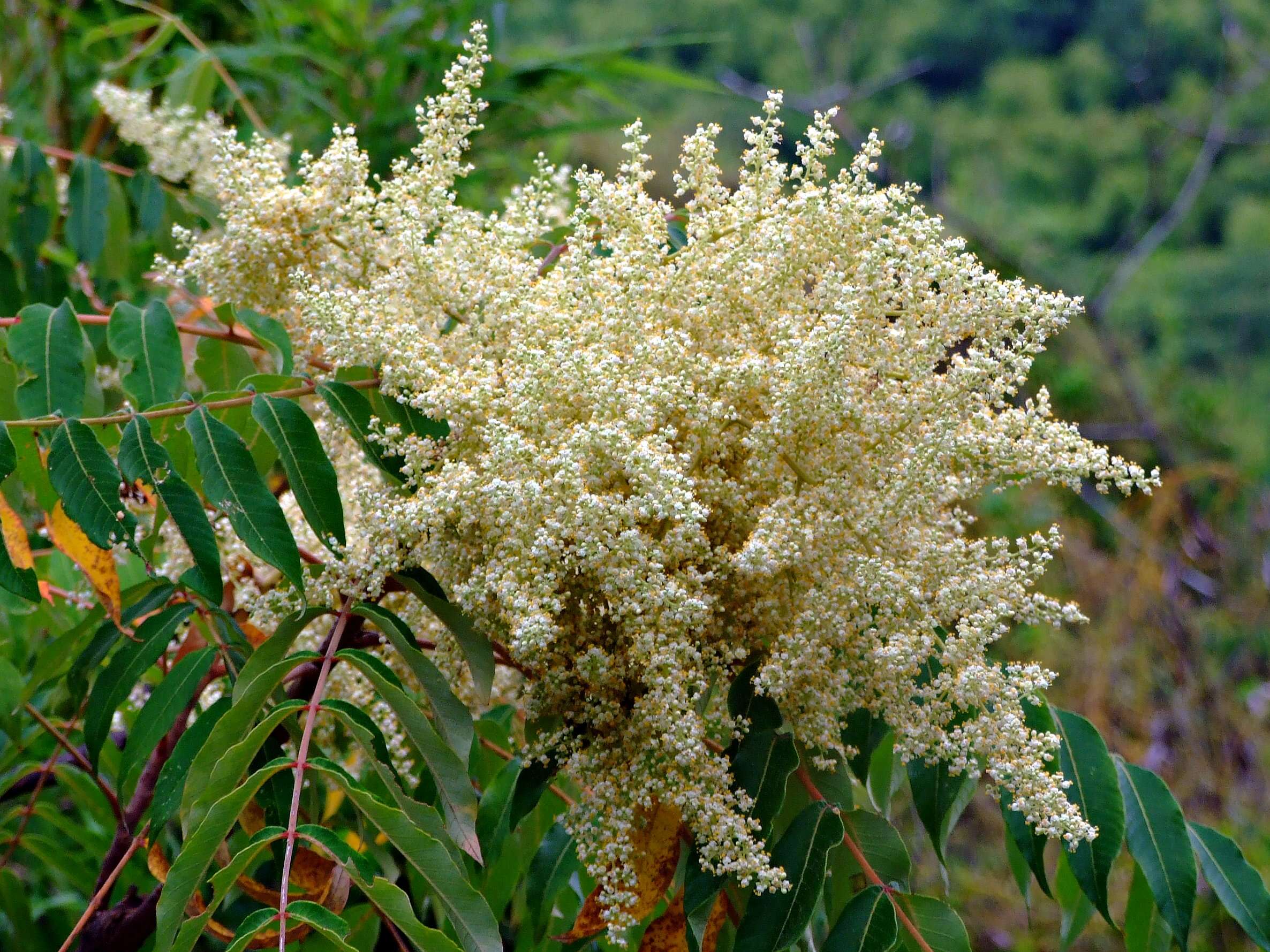 Image of Rhus hypoleuca Champ. ex Benth.