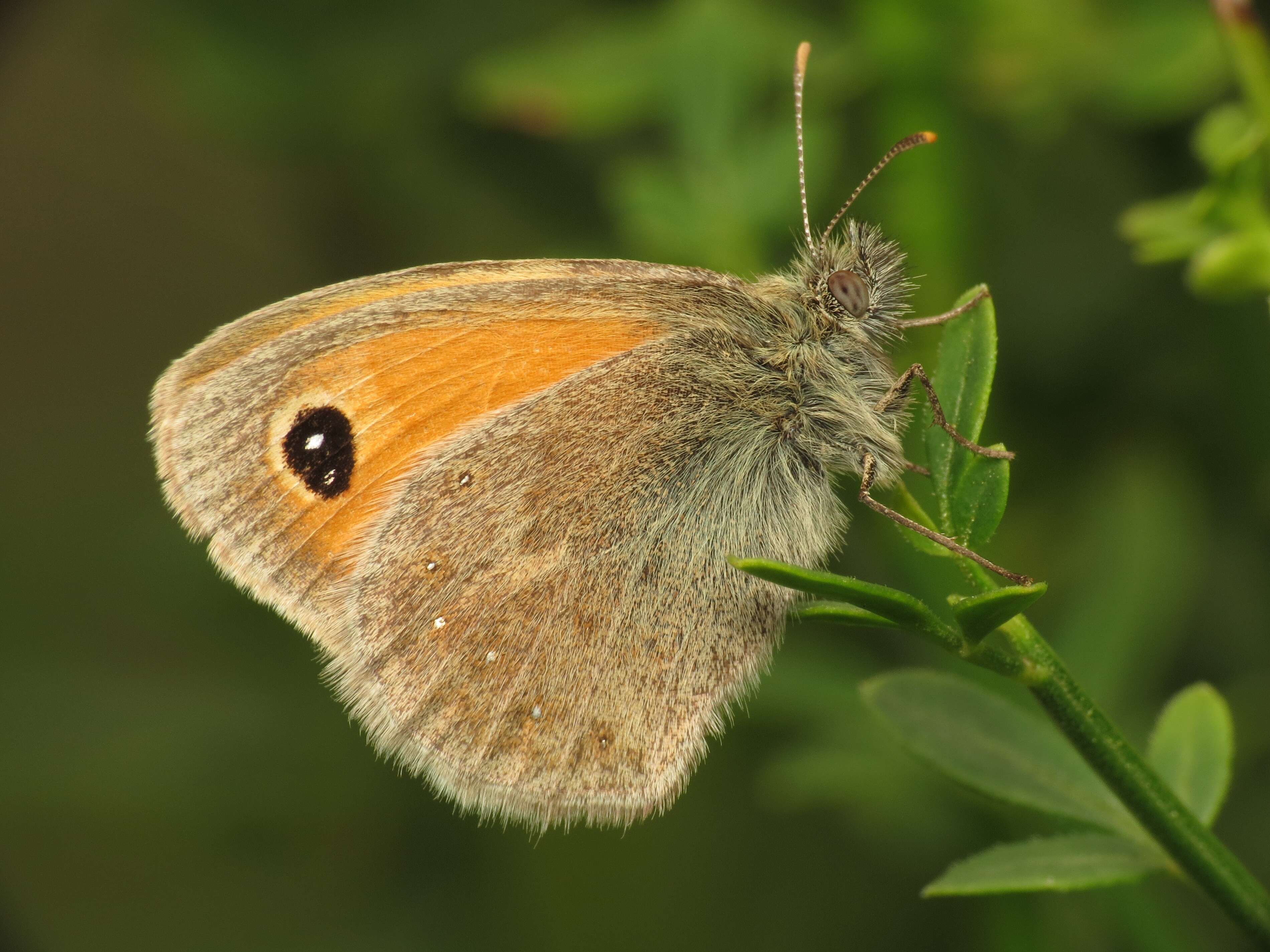 Image of small heath