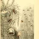 Image of Diving bell spider