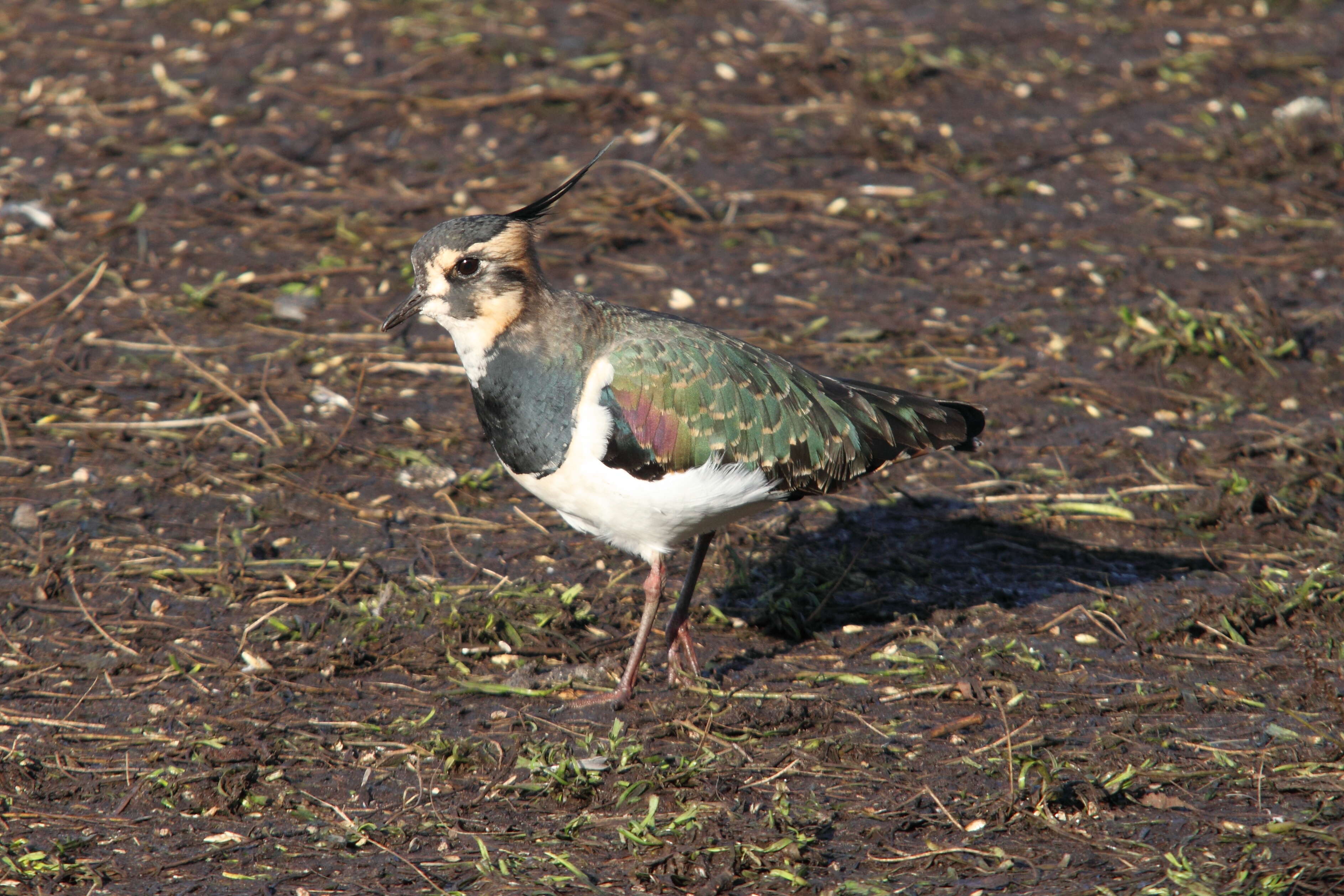 Image of Lapwing