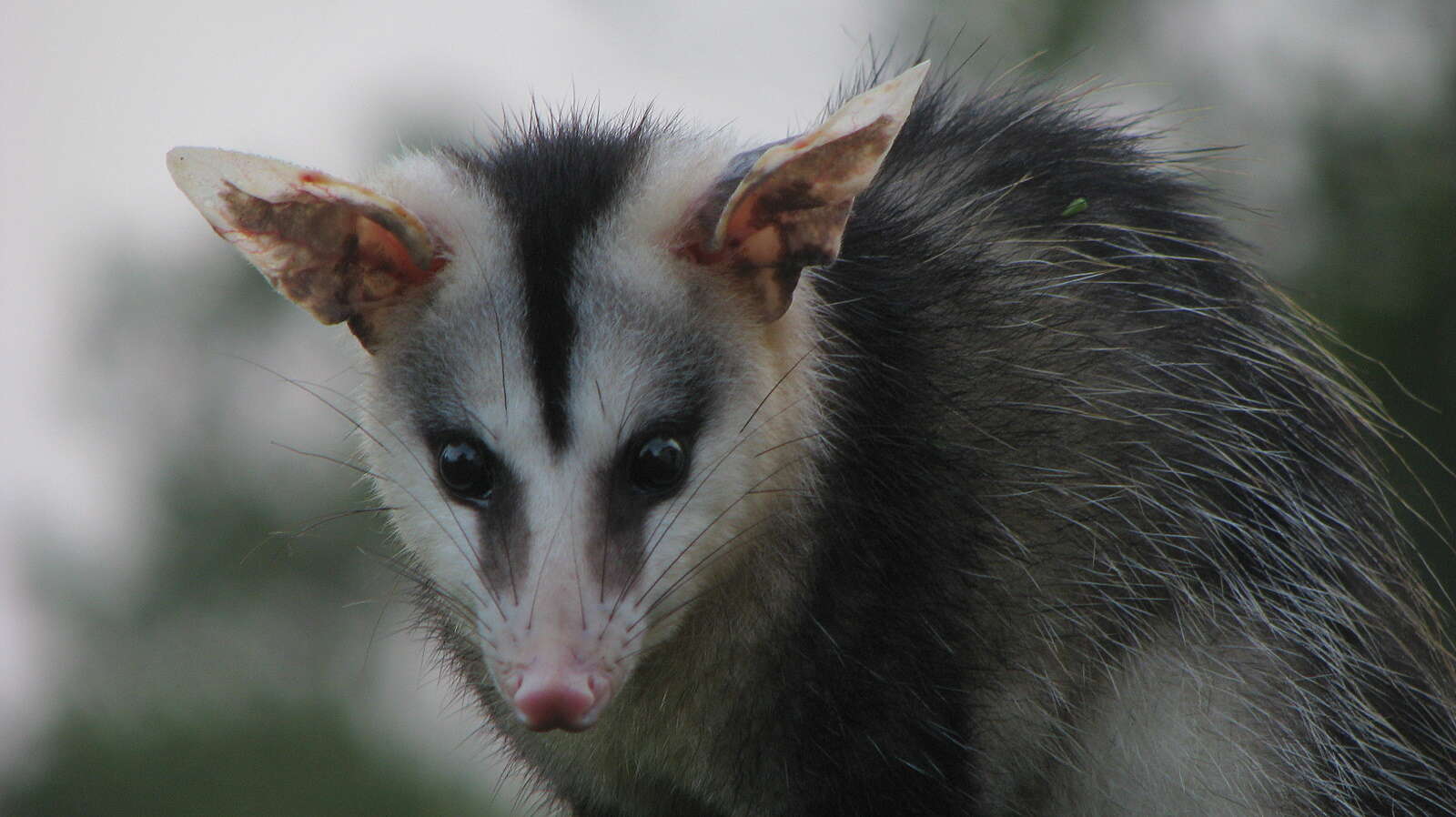 Image de Didelphis Linnaeus 1758