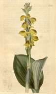 Image of Satyrium