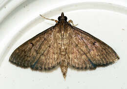 Image of Herpetogramma