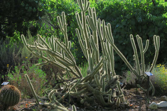 Image of buck-horn cholla