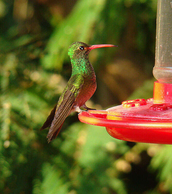 Image of Rufous-tailed Hummingbird