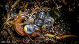 Image of dusky salamanders