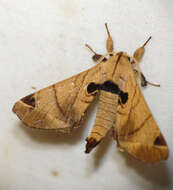 Image of apatelodod moths