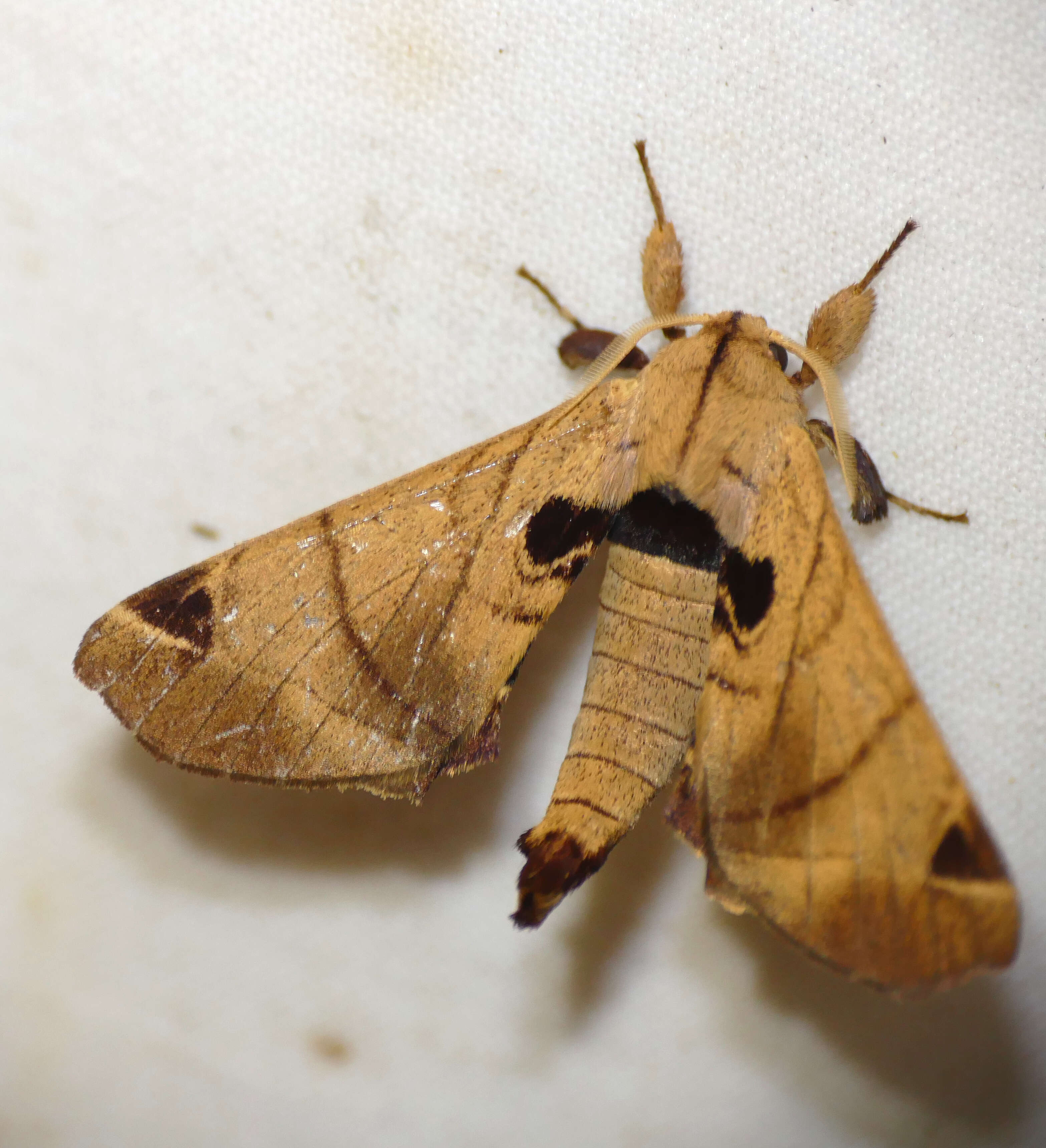 Image of apatelodod moths