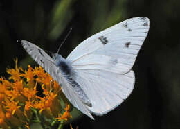 Image of Checkered Whites