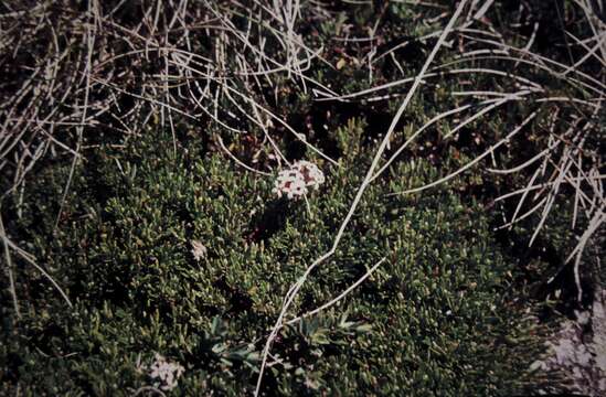 صورة Pimelea alpina F. Müll. ex Meissn.