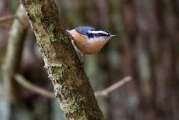 Imagem de Sitta canadensis Linnaeus 1766