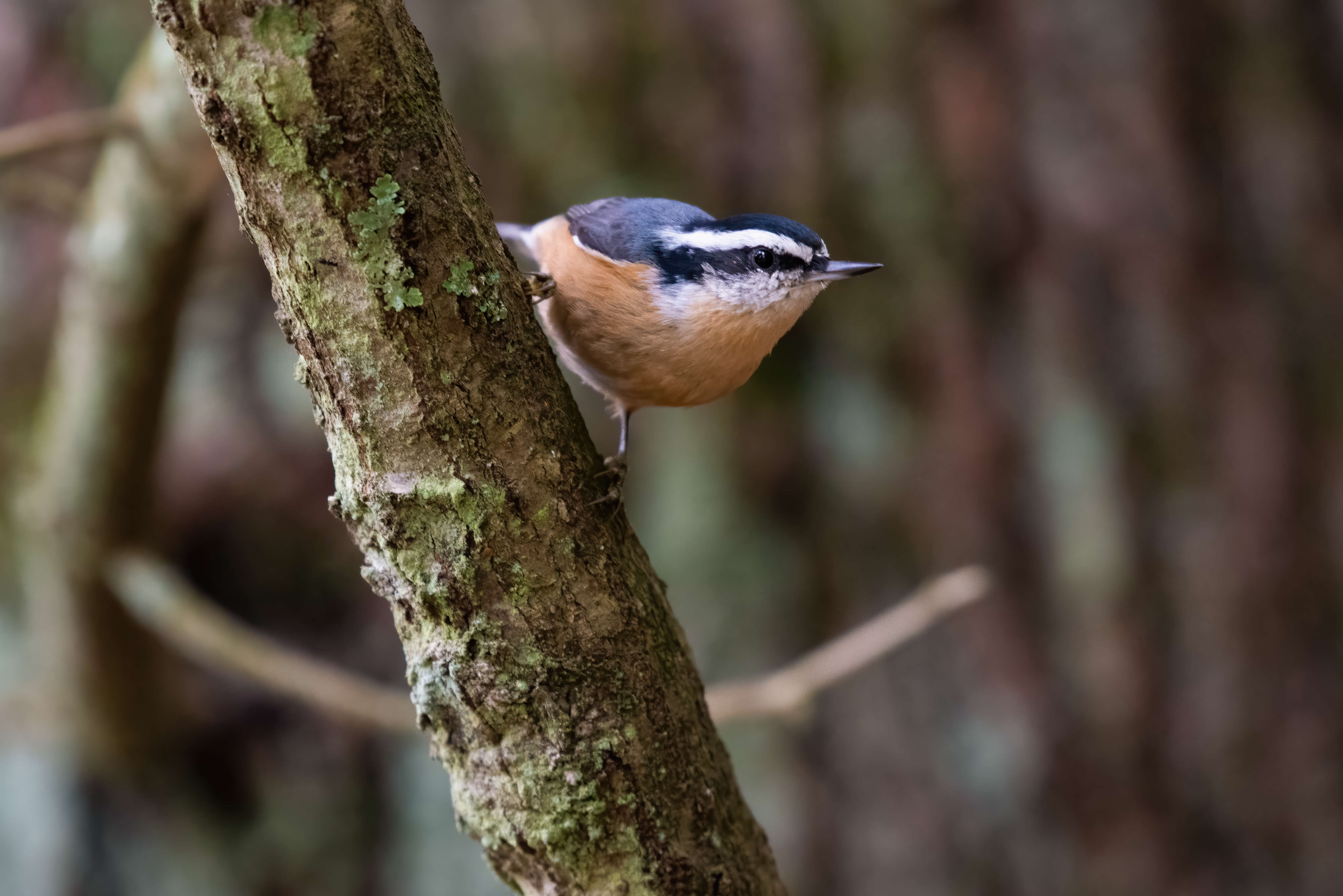 Imagem de Sitta canadensis Linnaeus 1766