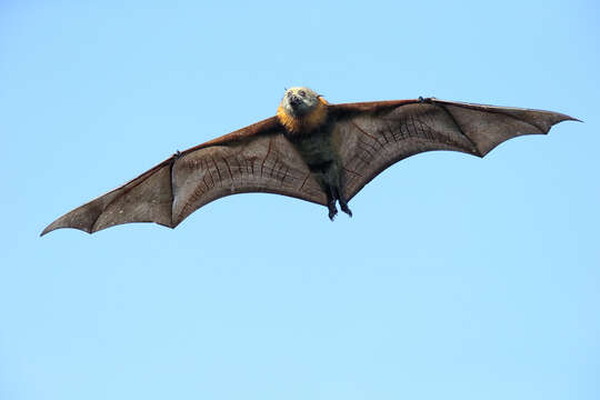 Image of Flying foxes