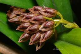 Image de Bulbophyllum singaporeanum Schltr.