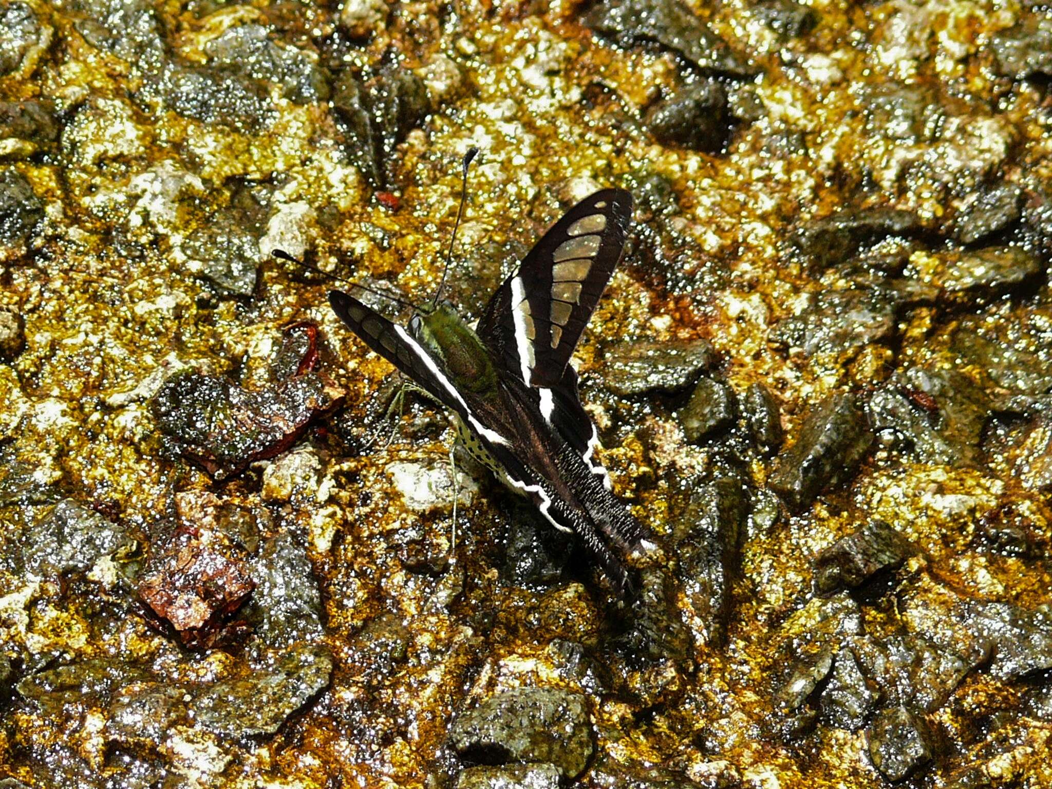 Image of Lamproptera