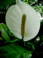 Image of Araceae