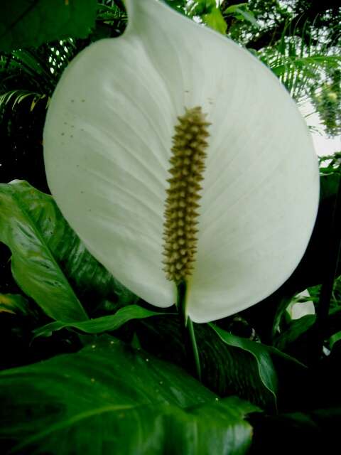 Image of Araceae