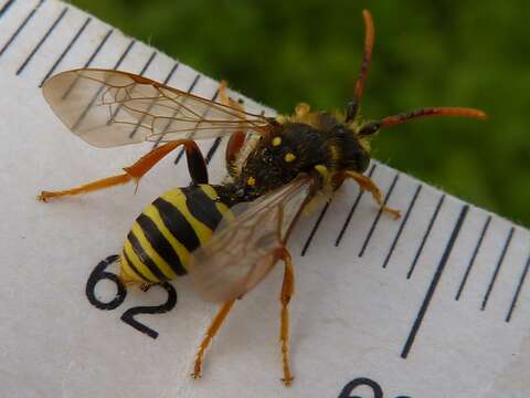 Image of Nomada goodeniana (Kirby 1802)