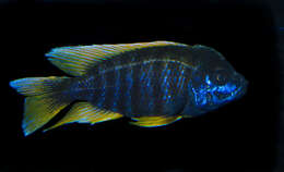 Image of Aulonocara Fish